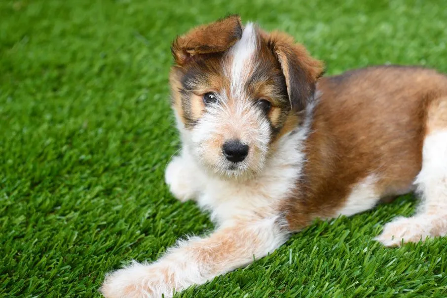 A dog sitting on artificial grass turf