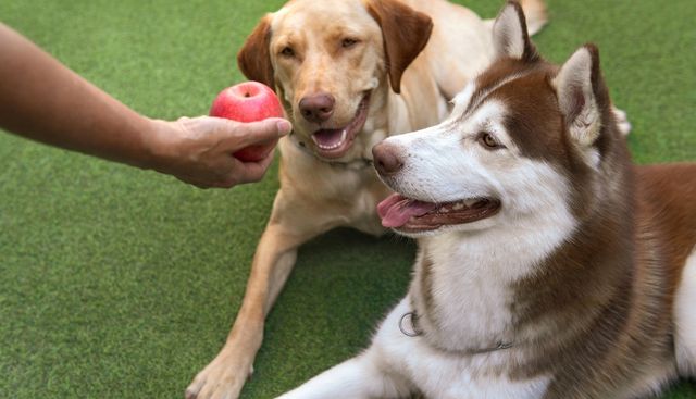 2 dogs sitting on dog turf in Anaheim, CA