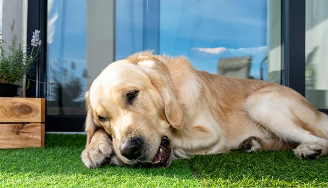 A Labrador laying on synthetic grass chewning a bone