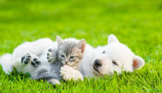 dog and cat laying on imitation grass