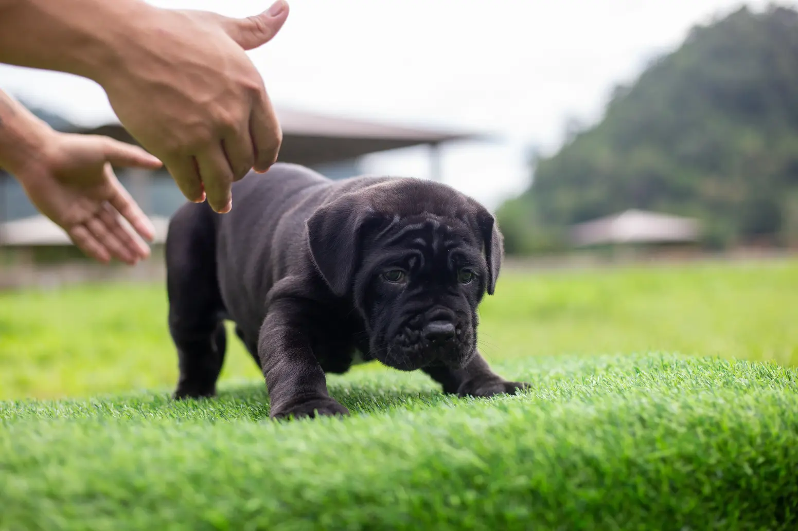 a black puppy playing on artificial turf